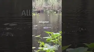 Gators of the St. Johns River: Up Close with Florida&rsquo;s Wild Side