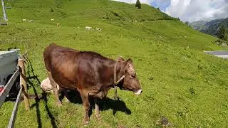 Faschina, Vorarlberg