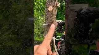 How To Make A Snap Cut | #shorts #chainsaw #tree #treeremoval #arborist #like #treeservice #wood