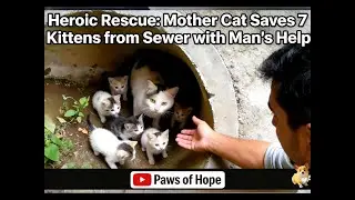 Seven Returns: Fetching Life from the Rising Tide #AnimalRescue #ThePowerOfMotherhood #CatStory