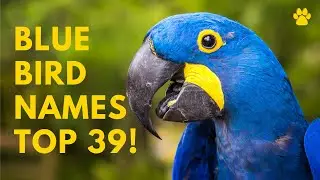 🐦 Blue Bird Names 🌿 39 BEST 🌿 TOP 🌿 GREAT Names For Blue Birds | Names
