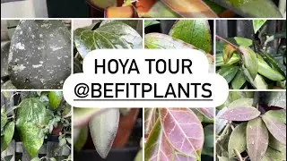 Hoya Tour @befitplants