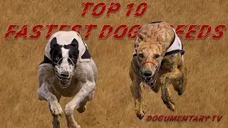 TOP TEN FASTEST DOG BREEDS