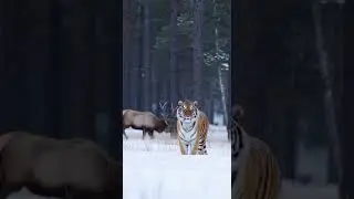 &ldquo;Frozen Ambush: A Giant Tiger&rsquo;s Attack in the Snowy Forest&rdquo;