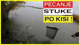 Pecanje Stuke po kisi,upornost se uvek isplati !!!