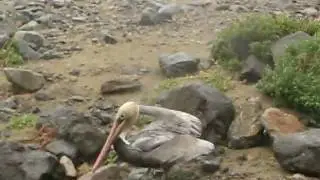 Morro Bay breakwater Madness new and improved with Pelican Dude!