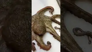 🇯🇵【Madako】Boiled Octopus #shorts