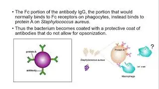 Protein A of Staphylococcus aureus - Interesting facts