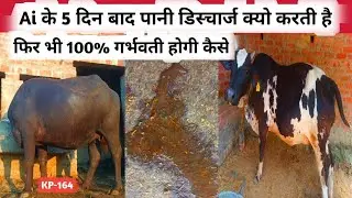 cow buffalo giving water discharge after ai how to get pregnant | KP-164 | paani डिस्चार्ज cross ?