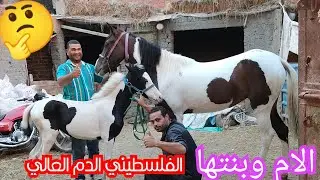الاستاذ سيد نزل بالام وبنتها بالالوان الطبيعيه الفلسطيني الدم العالي 👌