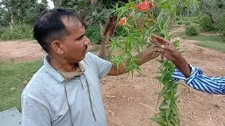 Chir moti ek prakrutik oushadhi hai