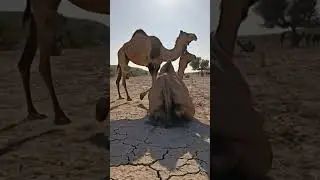 النّاقَة جالسة وجاء الذّكر من الخلف وتزاوج مع النّاقَة