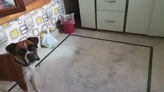 Dog food addiction 🤣😁
