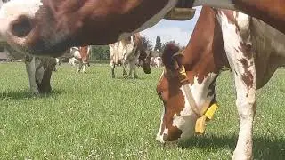 Grazende koeien, en weide melk.