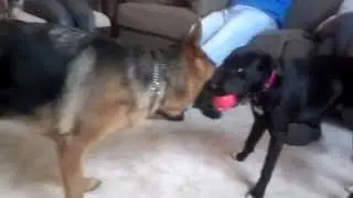 Gracie and her new friend Valkie