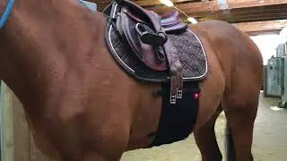 How to put on Vetoflex Belly Band