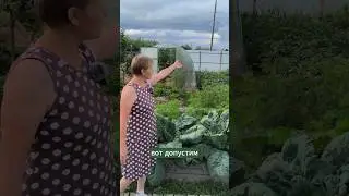 Вот сколько капусты. #мульчирование #капуста