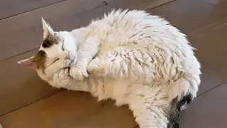 What CatNip Does to my Cat