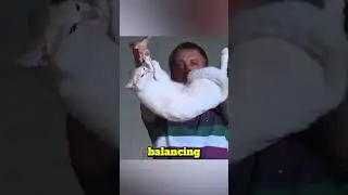 Как кошки переворачиваются в воздухе, не нарушая законов физики!