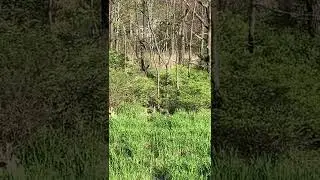 05/09/2022 - First Fawn in NJ, Part 1