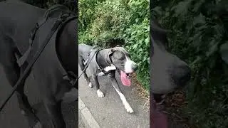 If I could make a wish&hellip;. I would ask for the longest tongue in all creation #shortsvideo #greatdane