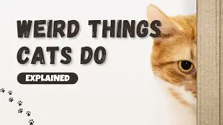 Why Cats Do These Weird Things