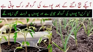 How make plants grow faster| How to faster growth your vegetable plants | How do fertilize soil |