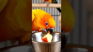 Sun Conure Cute Eating & Natural Calling Sounds | Relaxing Bird Video #parrot #tinywingstube #birds