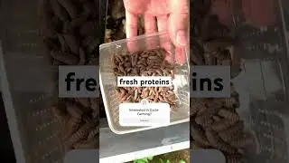 Transforming Food Waste into Protein with Black Soldier Fly Larvae