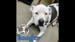 Booger Boogie Sweet and Snugglie- Three Little Pitties Rescue