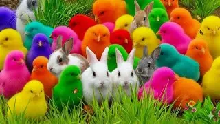 Ayam Warna-Warni dan Hewan Lucu di Peternakan: Kelinci, Itik, Kuda, Sapi, dan Kandang 