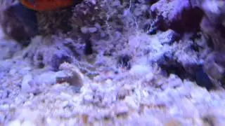 Filter Feeder