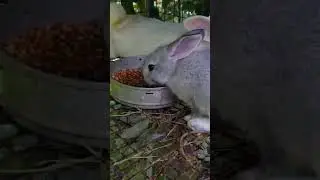 #bunny #home#food #backyard