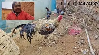 Farm update new birds are available