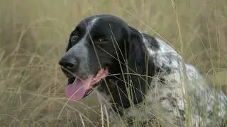 Armbrust Hunting Dog Kennels LLC (Video Ad 2025)