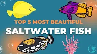 Top 5 Most Beautiful and Bright Saltwater Fish