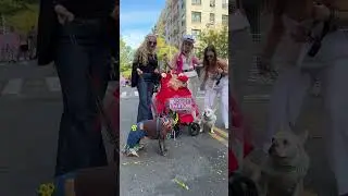 В Нью-Йорке прошёл парад собак в честь Хэллоуина