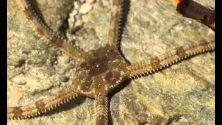 Ophioderma longicauda
