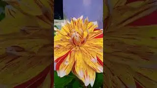 #flowers #flute #love #theflutechannel #nature #fluteworld