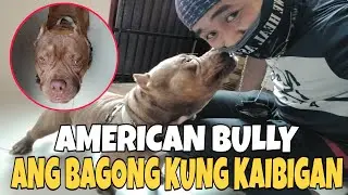 FIRST TIME KUNG MAKAHAWAK NG MAMAHALING ASO | AMERICAN BULLY | MotoJAD TV