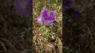 La fleur chanteuse 'Nous on est le Var'