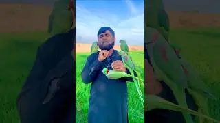 #birds #petbird