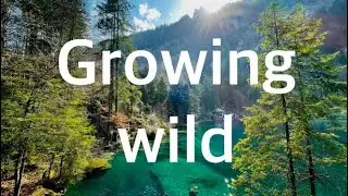 GROWING WILD | Relaxing music,Relieve anxiety