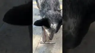 It&rsquo;s no surprise to me when I get calls that herding dogs are nipping kids