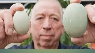 😱😱OMG World Largest Big Egg Farm in Assam🫣🫣😨😨