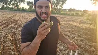 Adventure in the Cerrado: Picking Pequi Fruit Under a Golden Sky