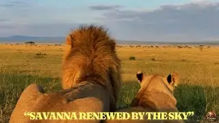 African Savanna Wildlife: Stories of Courage, Hunger, and Survival, Dry Season and Heavy Rains