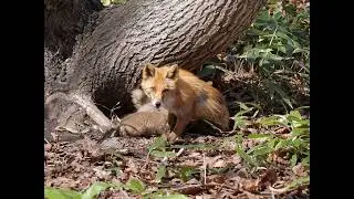 キタキツネの親子の授乳Ⅱ
