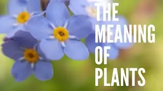 Forget Me Nots - The Meaning of Plants