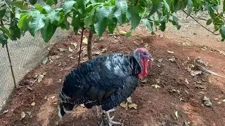 Introducing my little Homestead in India 🇮🇳 #homesteading